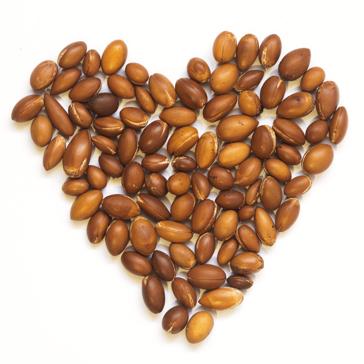 Argan-Nüsse in Herzform zusammen gelegt auf einem weißen Hintergrund.