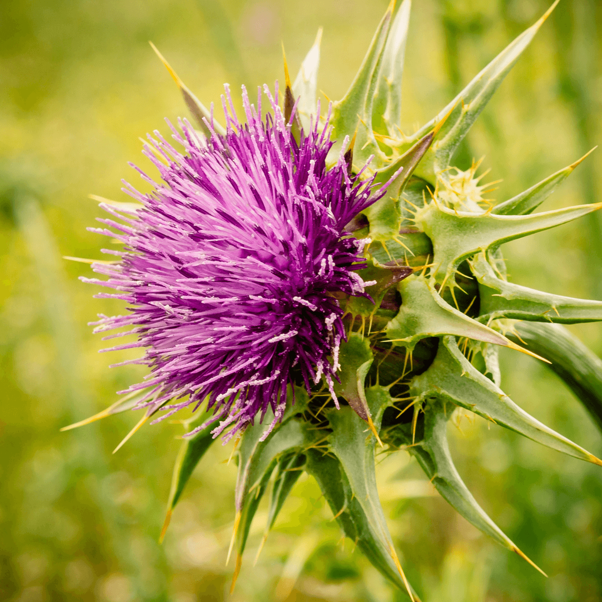 Die lilafarbene Blüte einer Mariendistel in der Nahaufnahme.