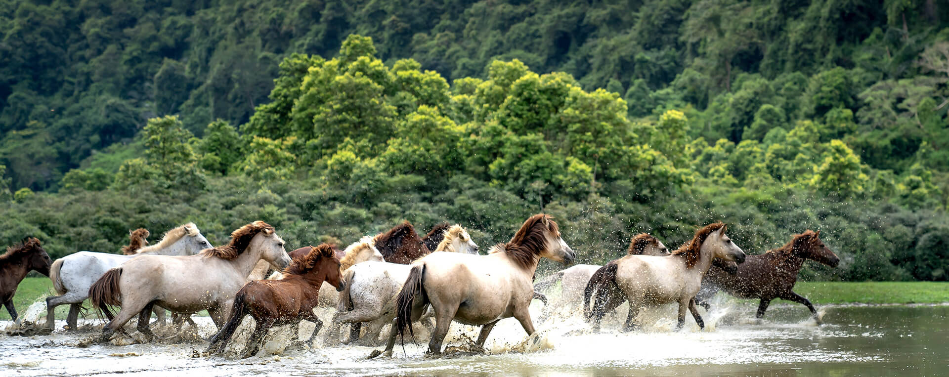 Wildpferde laufen durch ein Flussbett mit Wald im Hintergrund